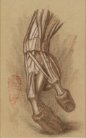 Anatomical Study, Hand Study 5